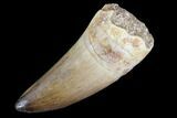 Mosasaur (Prognathodon) Tooth #87654-1